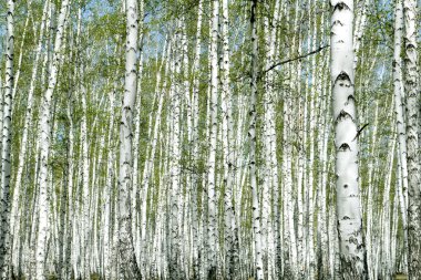 Bahar huş ağacı orman