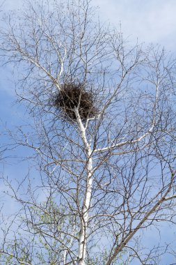 Bahar huş ağacı orman