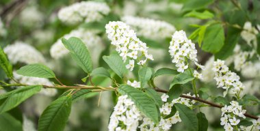 Beyaz kiraz çiçekleri