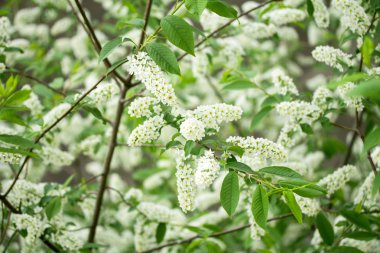 Beyaz kiraz çiçekleri