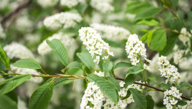 Beyaz kiraz çiçekleri