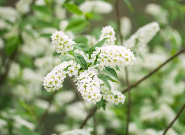 Beyaz kiraz çiçekleri