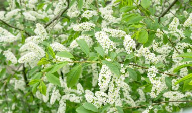 Beyaz kiraz çiçekleri