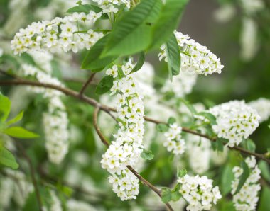 Beyaz kiraz çiçekleri