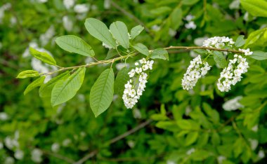 Beyaz kiraz çiçekleri