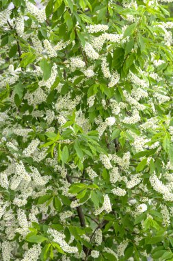 Beyaz kiraz çiçekleri