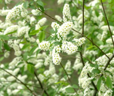 Beyaz kiraz çiçekleri