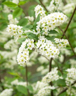 Beyaz kiraz çiçekleri