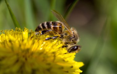 Karahindiba closeup arıya
