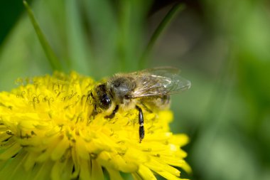 Karahindiba closeup arıya