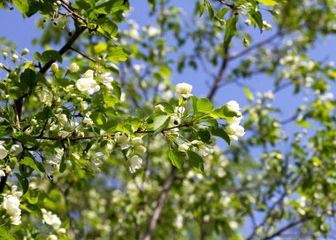 Çiçek açan elma ağacı