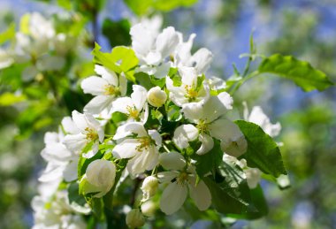 Çiçek açan elma ağacı