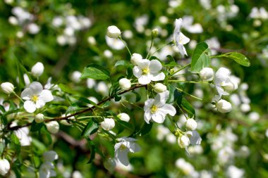 Çiçek açan elma ağacı