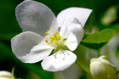 Çiçek açan elma ağacı