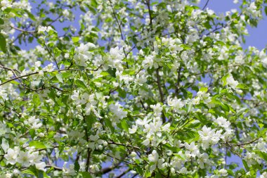 Çiçek açan elma ağacı