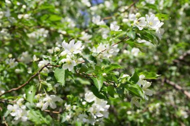 Çiçek açan elma ağacı