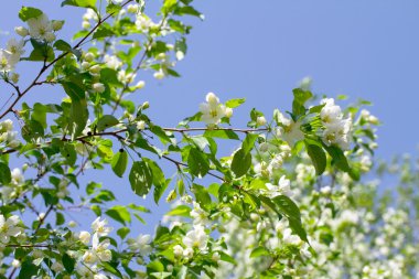 Çiçek açan elma ağacı