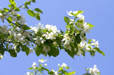 Çiçek açan elma ağacı