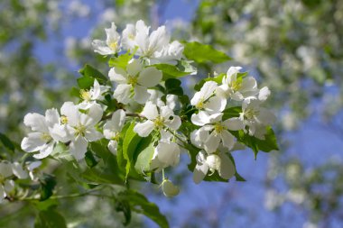 Çiçek açan elma ağacı