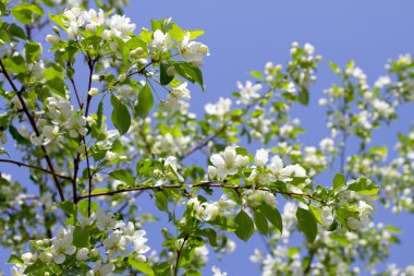 Çiçek açan elma ağacı