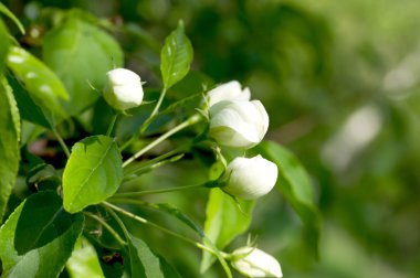 Çiçek açan elma ağacı