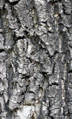 ağaç kabuğu arkaplanı