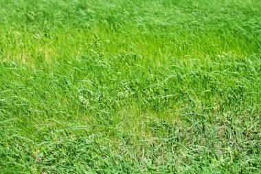 Yeşil Çimen Arkaplanı