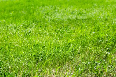 Yeşil Çimen Arkaplanı