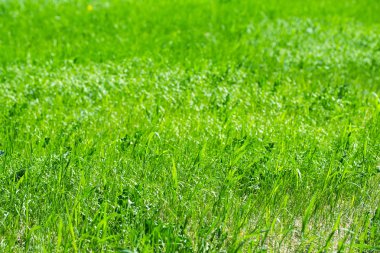 Yeşil Çimen Arkaplanı