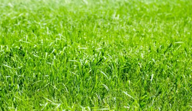 Yeşil Çimen Arkaplanı