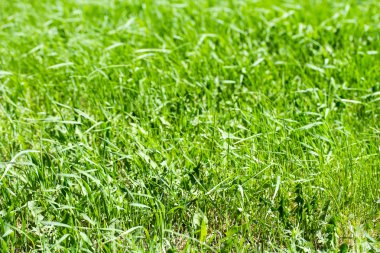 Yeşil Çimen Arkaplanı