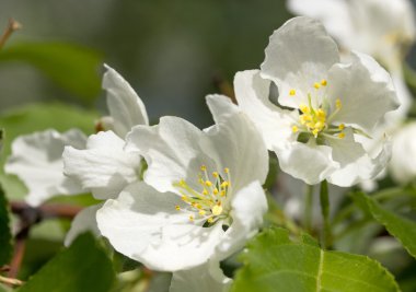 Çiçek açan elma ağacı