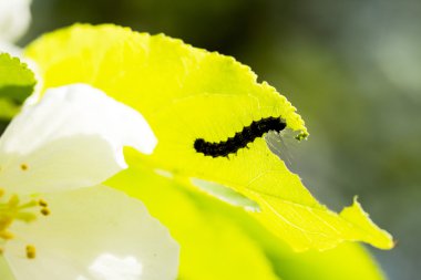 Hyphantria cunea larva