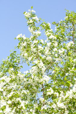 Çiçek açan elma ağacı