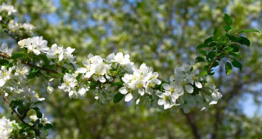 Çiçek açan elma ağacı