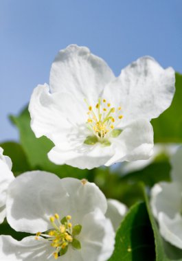 Çiçek açan elma ağacı