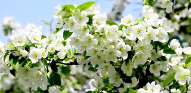 Çiçek açan elma ağacı