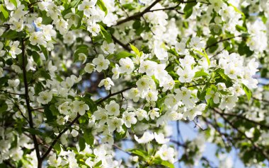 Çiçek açan elma ağacı