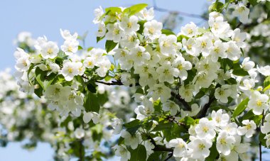 Çiçek açan elma ağacı