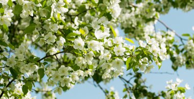 Çiçek açan elma ağacı