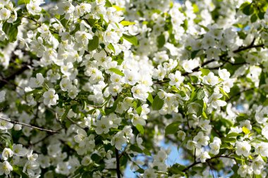 Çiçek açan elma ağacı