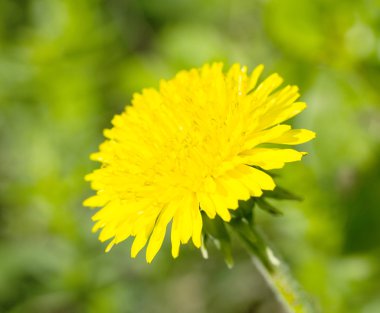 Bahar sarı kara hindiba