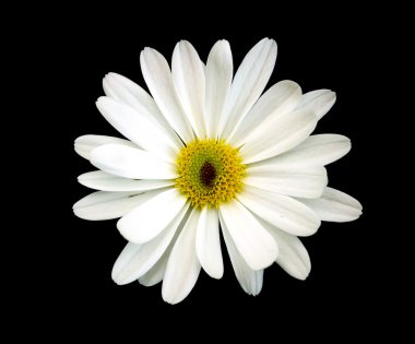 Siyah arka planda beyaz papatya