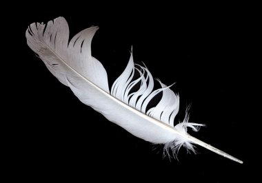 kuş tüyü siyah arkaplanda