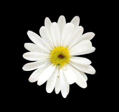 Siyah arka planda beyaz papatya