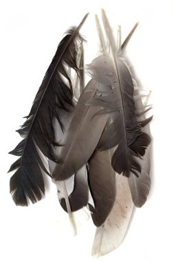 Beyaz arkaplanda kuş tüyü