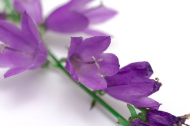 mavi çan çiçekleri