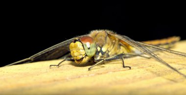 Yusufçuk böcek yakın çekim