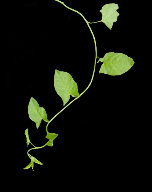 Bir siyah yeşil sarmaşık