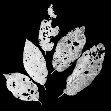 Zararlıları tarafından yemiş yaprakları